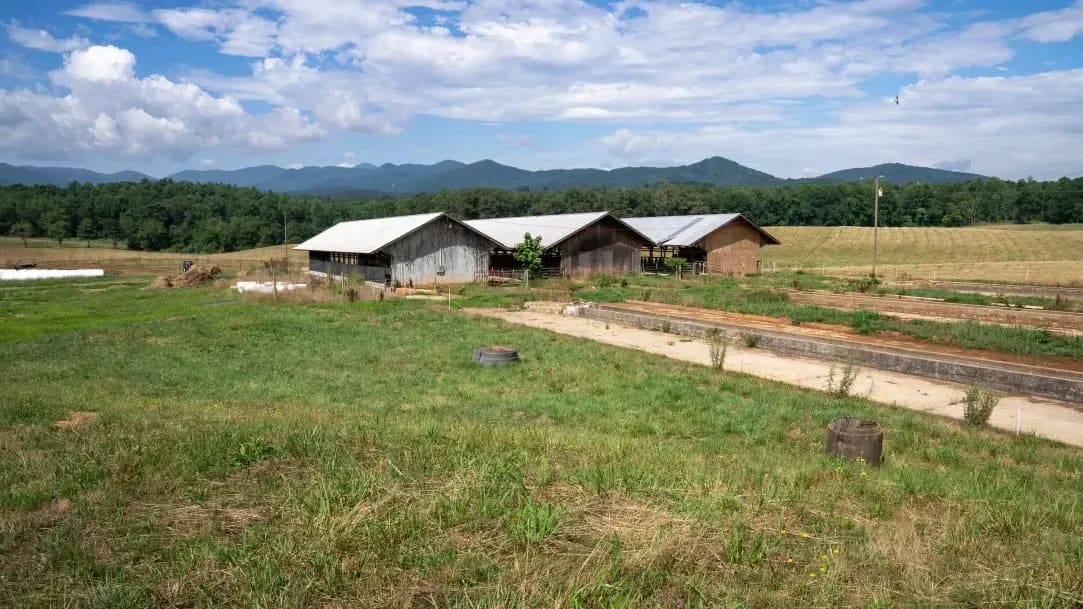Free-range egg production